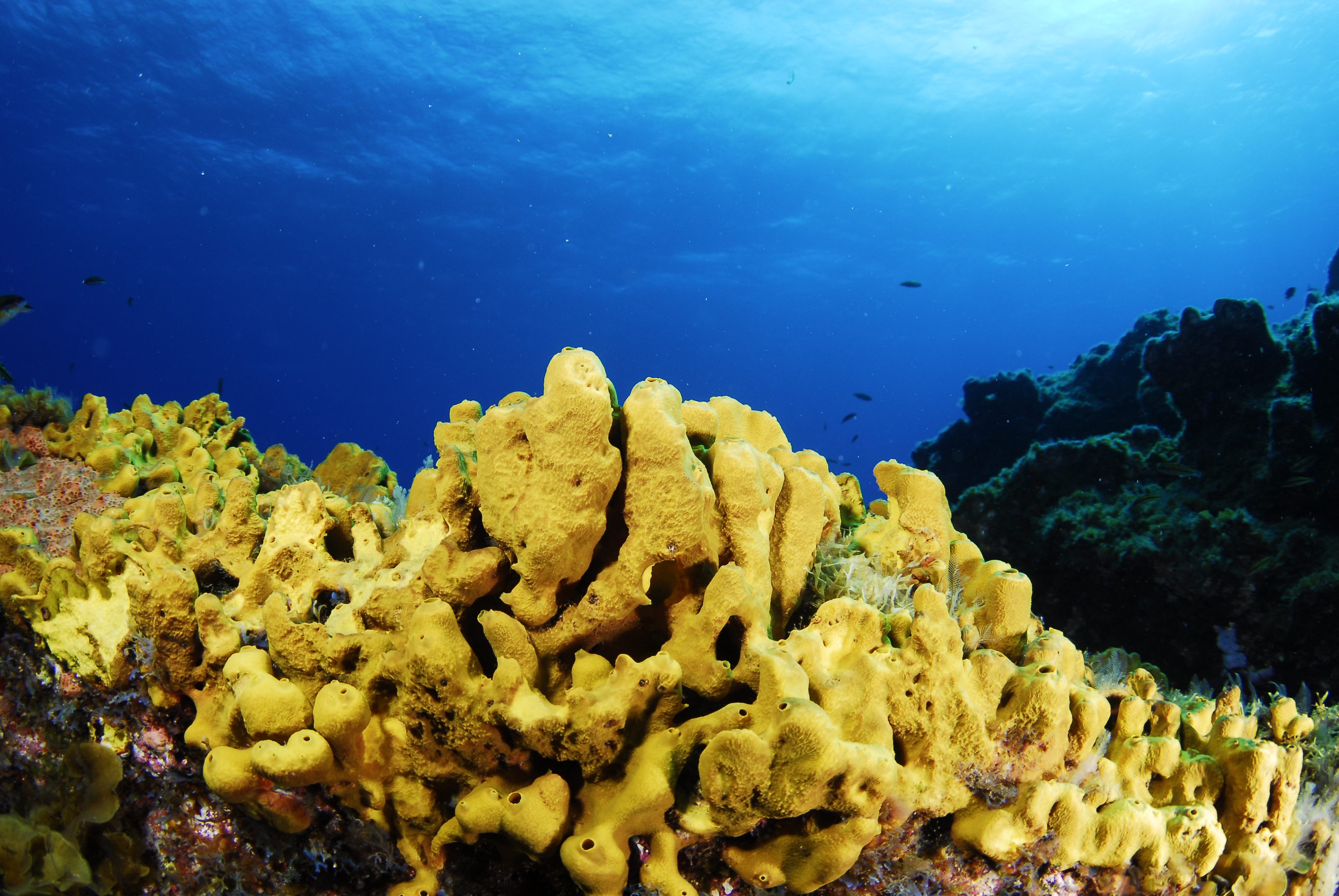 Curso Easy Diver - Centro de Buceo El Hierro