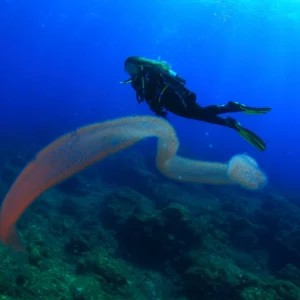 Advanced Open Water Diver PADI