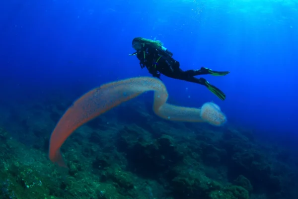 Advanced Open Water Diver PADI