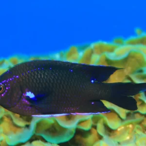 Bautizo Subacuático en El Hierro