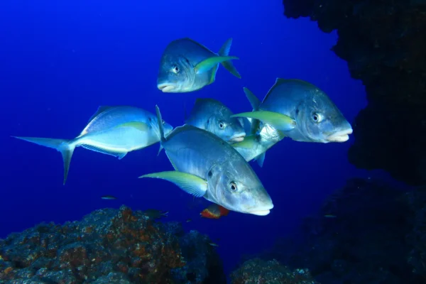 Salidas de Snorkel