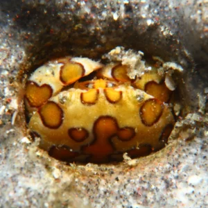 Paga y señal reserva de 150€