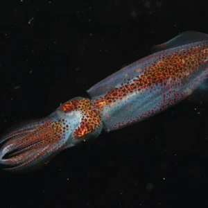 Buceo con Nitrox FEDAS