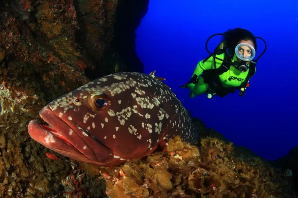 Nitrox Diver PADI