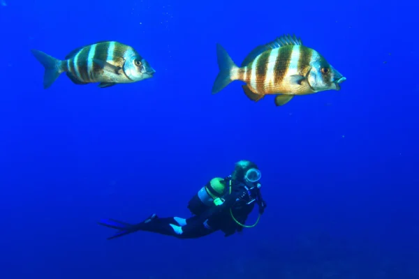 Open Water Diver ESA