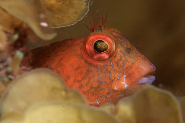 Diveleader ESA
