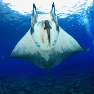 Advanced Open Water Diver + Nitrox PADI